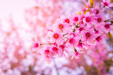 Wild Himalayan Cherry