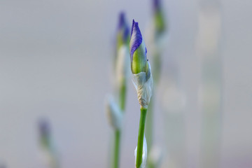 Iris flower buds close up shot