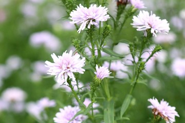 Diasy flower in tropical