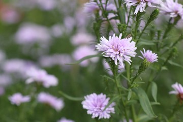 Diasy flower in tropical