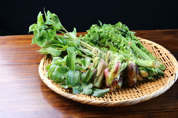 春の山菜