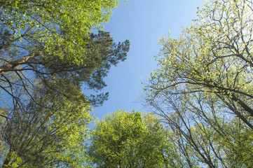 Bright spring forest backdrop