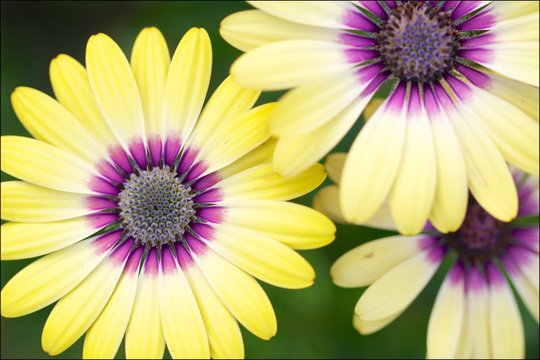 African Daisy flower