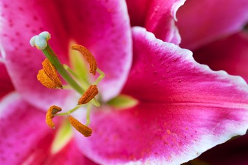 Macro closeup photo of a Day lily.