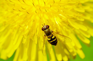German wasp collects pollen from plants.