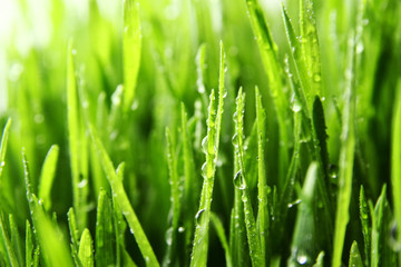 Naklejka na ściany i meble grass background / Wheatgrass is a food prepared from the freshly sprouted first leaves of the common wheat plant