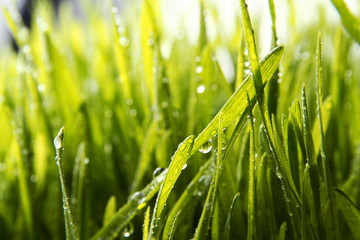 grass background / Wheatgrass is a food prepared from the freshly sprouted first leaves of the common wheat plant