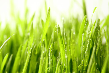 Plakat grass background / Wheatgrass is a food prepared from the freshly sprouted first leaves of the common wheat plant