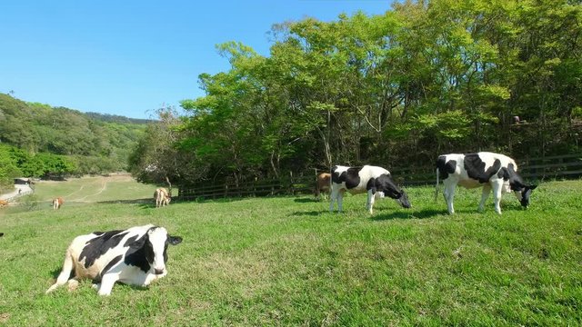 cow in the pasture