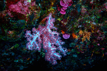Fototapeta na wymiar corals