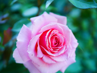 晴れた日のローズガーデン