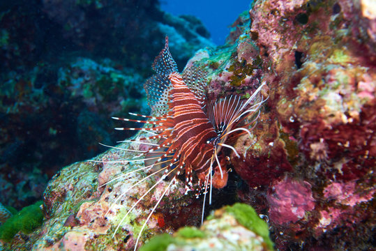 Lion fish