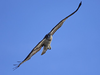 Osprey (Pandion haliaetus)