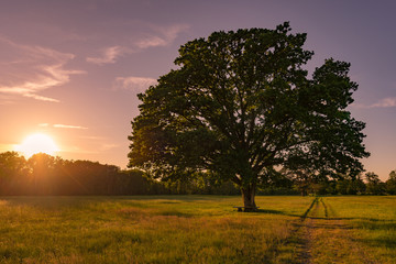 Fototapeta na wymiar großer, alter Baum bei Sonnenuntergang