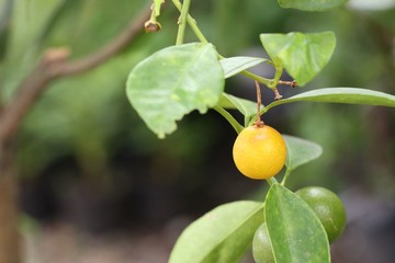 Orange tree in garden