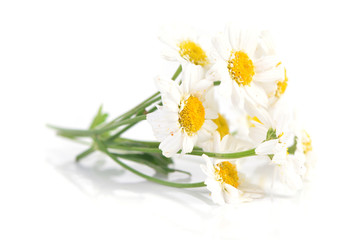 Fototapeta na wymiar Flower camomile