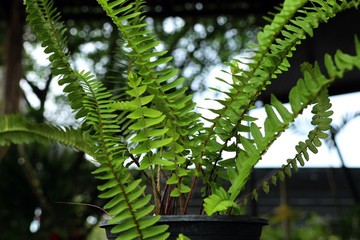 green fern in tropical