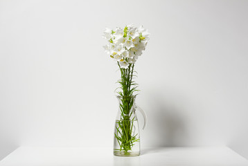bellflower in a vase on a table by the wall, white background