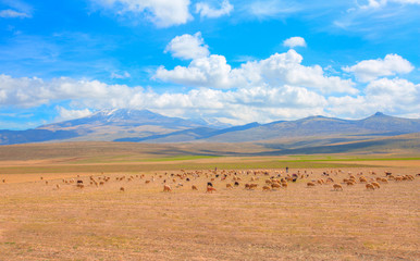 Herd of Sheep in the background Hasan Volcanic Mountain