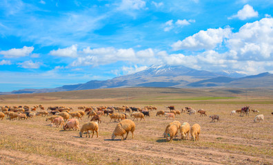 Obraz premium Herd of Sheep in the background Hasan Volcanic Mountain