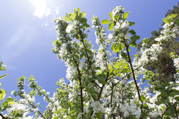 Beautiful flowers on blooming Apple tree at sunlight
