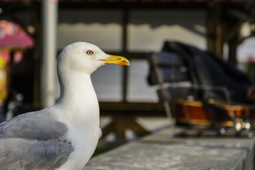 portrait of a Single seagull waiting in a wall.