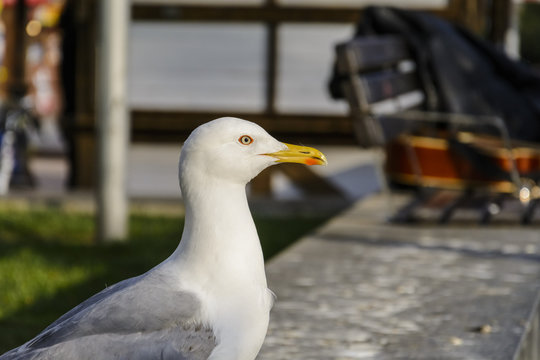 portrait of a Single seagull waiting in a wall.