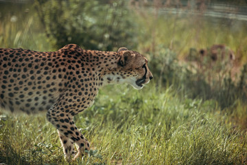 close up view of beautiful cheetah animal at zoo