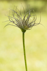 Seed hair on a green stem.