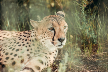 close up view of beautiful cheetah animal resting on green grass at zoo