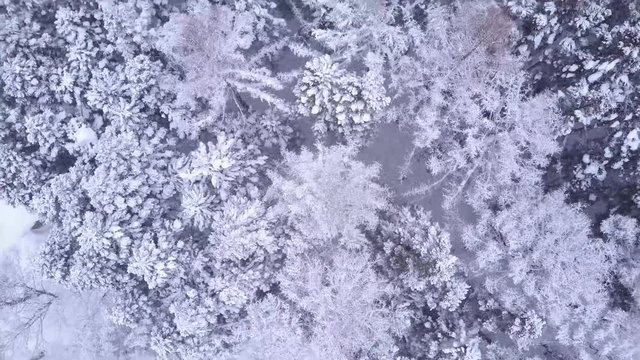 カナダ杉に積もった雪景色