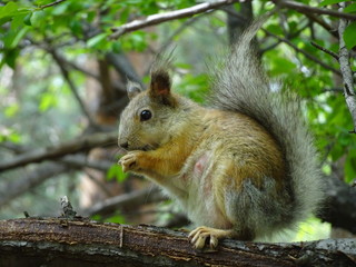 Naklejka na ściany i meble Rodent Squirrel - Nursing Mother