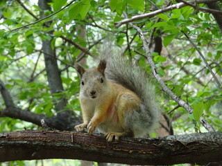 Rodent Squirrel - Nursing Mother