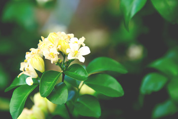Obraz na płótnie Canvas Night jasmine has been planted as ornamental plants.