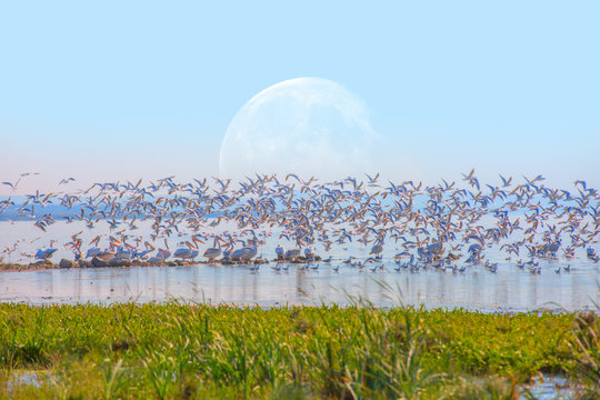Bird paradise, Manyas Lake, Bursa "Elements of this image furnished by NASA "