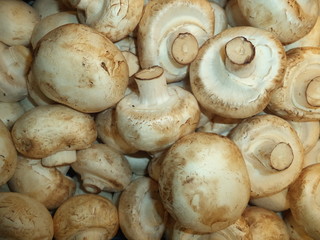 fresh mushrooms champignons