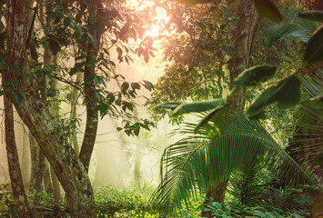 Jungle in Costa Rica - obrazy, fototapety, plakaty