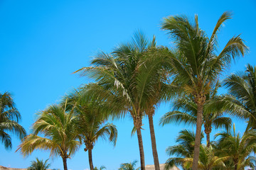 Fototapeta na wymiar Leaves of coconut palms fluttering in the wind against blue sky. Bottom view. Bright sunny day. Riviera Maya Mexico.