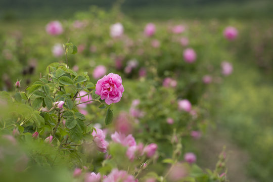 Rose Damascena fields, macro, close up. Bulgarian rose valley near Kazanlak. 