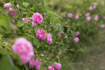 Rose Damascena fields, macro, close up. Bulgarian rose valley near Kazanlak. 