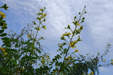  Big flowers in the garden