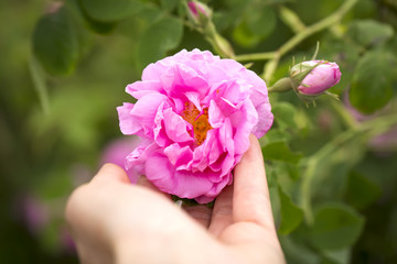 Rose Damascena in woman's hand. Bulgarian rose valley near Kazanlak. 