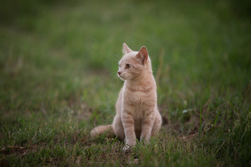 Naklejka na ściany i meble Orange cat sitting in green grass