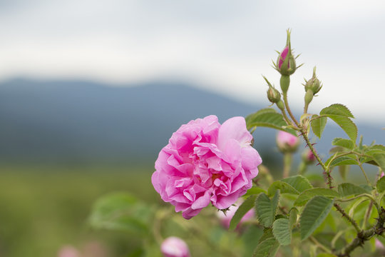 Rose Damascena fields, macro, close up. Bulgarian rose valley near Kazanlak. 