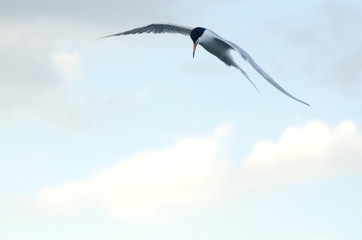 Common Tern Hovering Over The Ocean