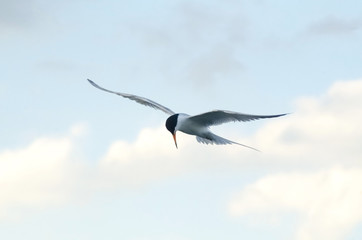 Common Tern Hovering Over The Ocean