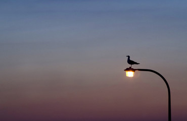 Lone Seagull On Lamp Post In The Evening