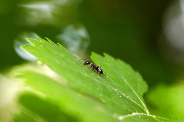 Black Ant On Green Leaf