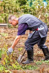 The farmer digs out the ripe potatoes