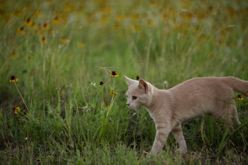 Orange cat exploring in flowers and green grass